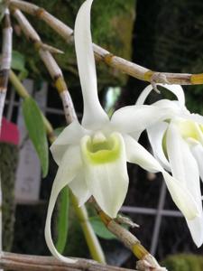 Dendrobium wilsonii