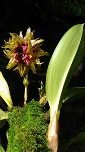 Bulbophyllum foetidum