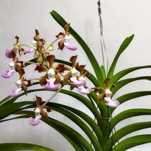 Vanda insignis