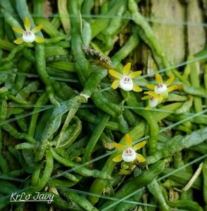 Taeniophyllum pusillum