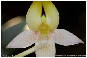 Bulbophyllum praetervisum