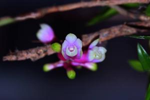 Dendrobium obtusum