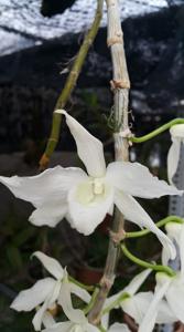 Dendrobium anosmum