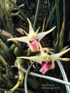 Dendrobium shearmanii