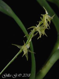 Angraecum musculiferum