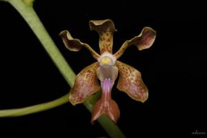 Vanda liouvillei