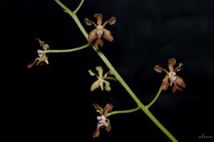 Vanda liouvillei