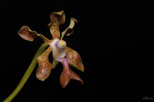 Vanda liouvillei