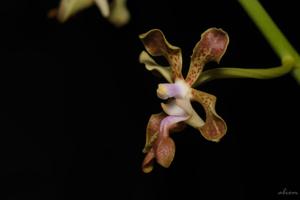 Vanda liouvillei