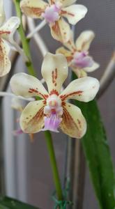 Vanda lamellata