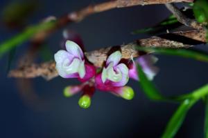 Dendrobium obtusum