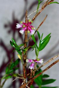 Dendrobium obtusum