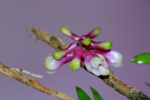 Dendrobium obtusum