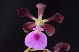 Encyclia cordigera