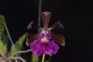 Encyclia cordigera