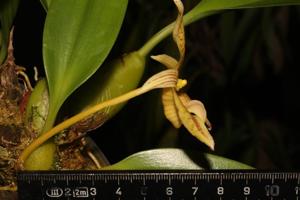 Bulbophyllum orectopetalum