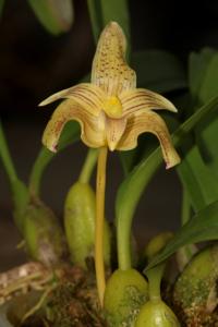 Bulbophyllum orectopetalum