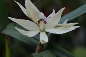 Prosthechea baculus