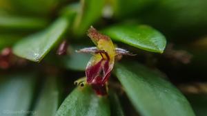 Anathallis laciniata