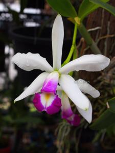 Cattleya violacea