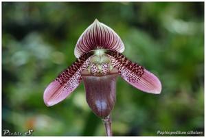 Paphiopedilum ciliolare