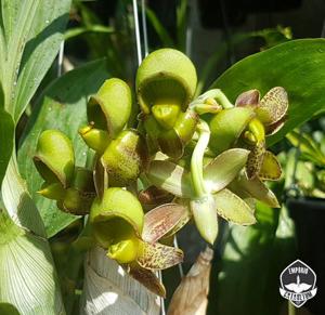 Catasetum ariquemense