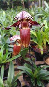 Paphiopedilum wilhelminae