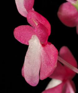 Dyakia hendersoniana