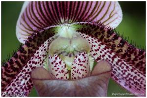 Paphiopedilum ciliolare