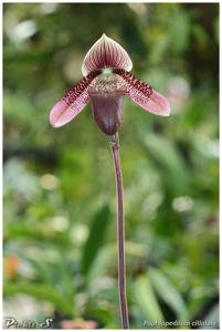 Paphiopedilum ciliolare