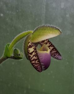 Paphiopedilum glaucophyllum