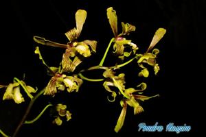 Dendrobium sylvanum