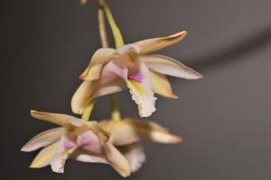 Dendrobium platygastrium