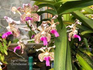 Vanda tricolor