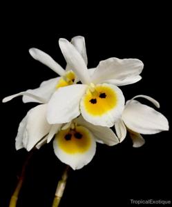 Dendrobium bensoniae