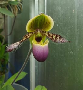 Paphiopedilum glaucophyllum