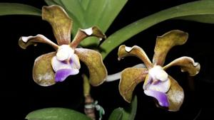Vanda bicolor