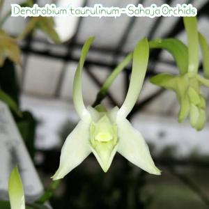 Dendrobium taurulinum