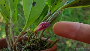 Zootrophion atropurpureum