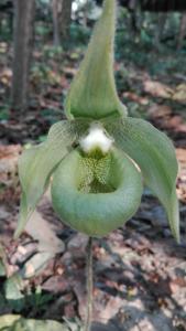 Paphiopedilum jackii