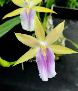 Miltonia regnellii