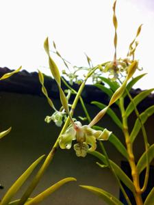 Dendrobium laxiflorum