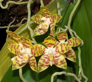 Phalaenopsis amboinensis