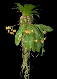 Phalaenopsis amboinensis