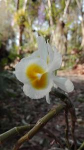 Dendrobium polyanthum