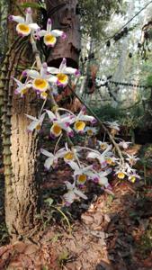 Dendrobium pendulum