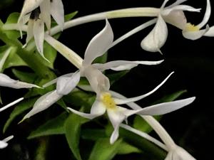 Calanthe triplicata