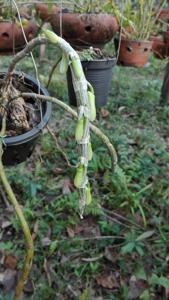 Dendrobium polyanthum