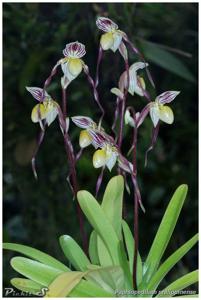 Paphiopedilum philippinense