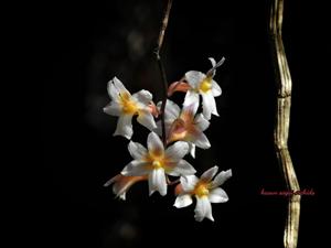 Dendrobium calcariferum